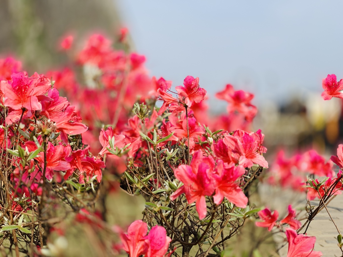 山丹丹开花红艳艳