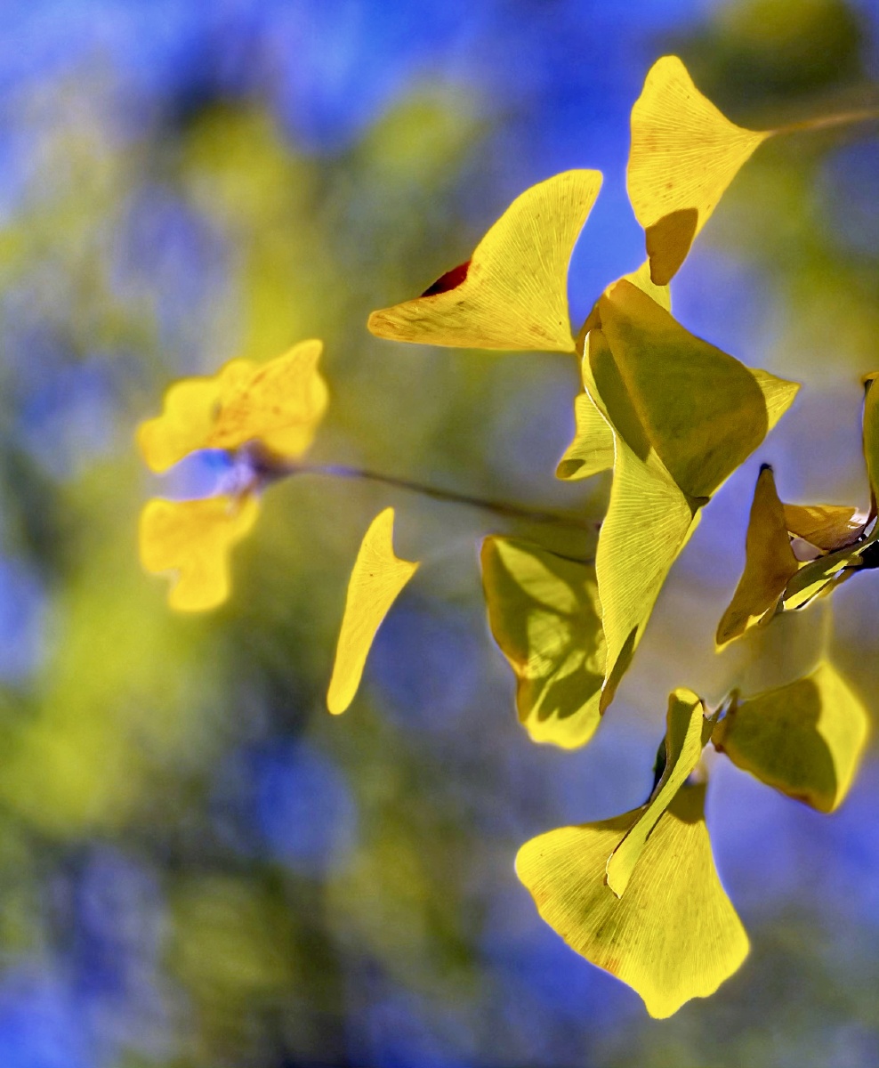 秋天的叶子虽然不像春天那么生机勃勃不像夏天那么翠绿无比但是那么的