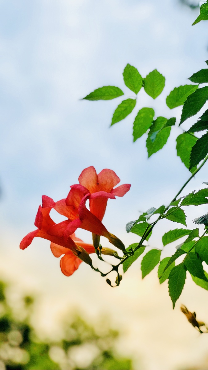 天空下橘红色的凌霄花很迷人