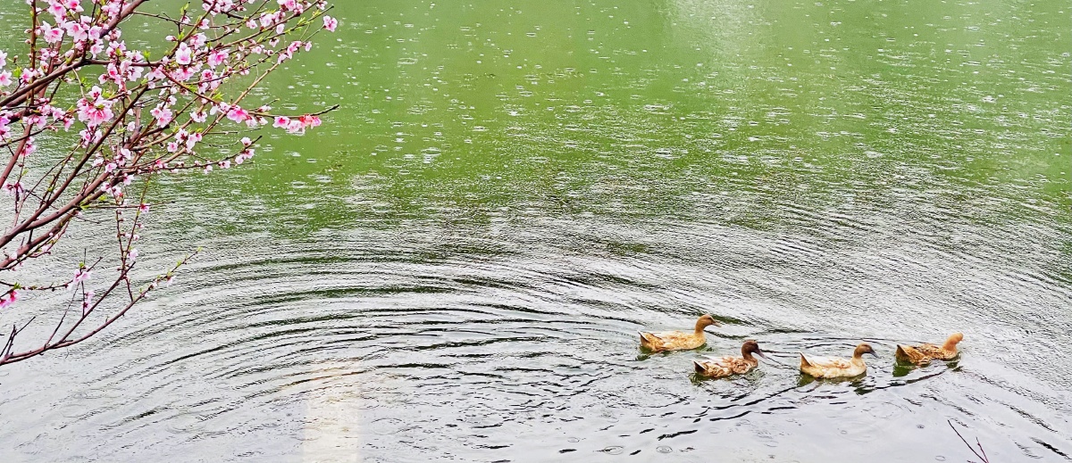 竹外桃花三两枝,春江水暖鸭先知 - 文化自信 - 图虫