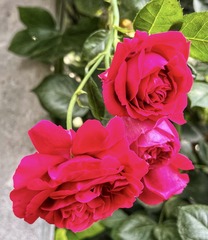 A842CA16-4C0F-4EB8-98DA-822C9CA4EA12/L0/001