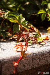夏