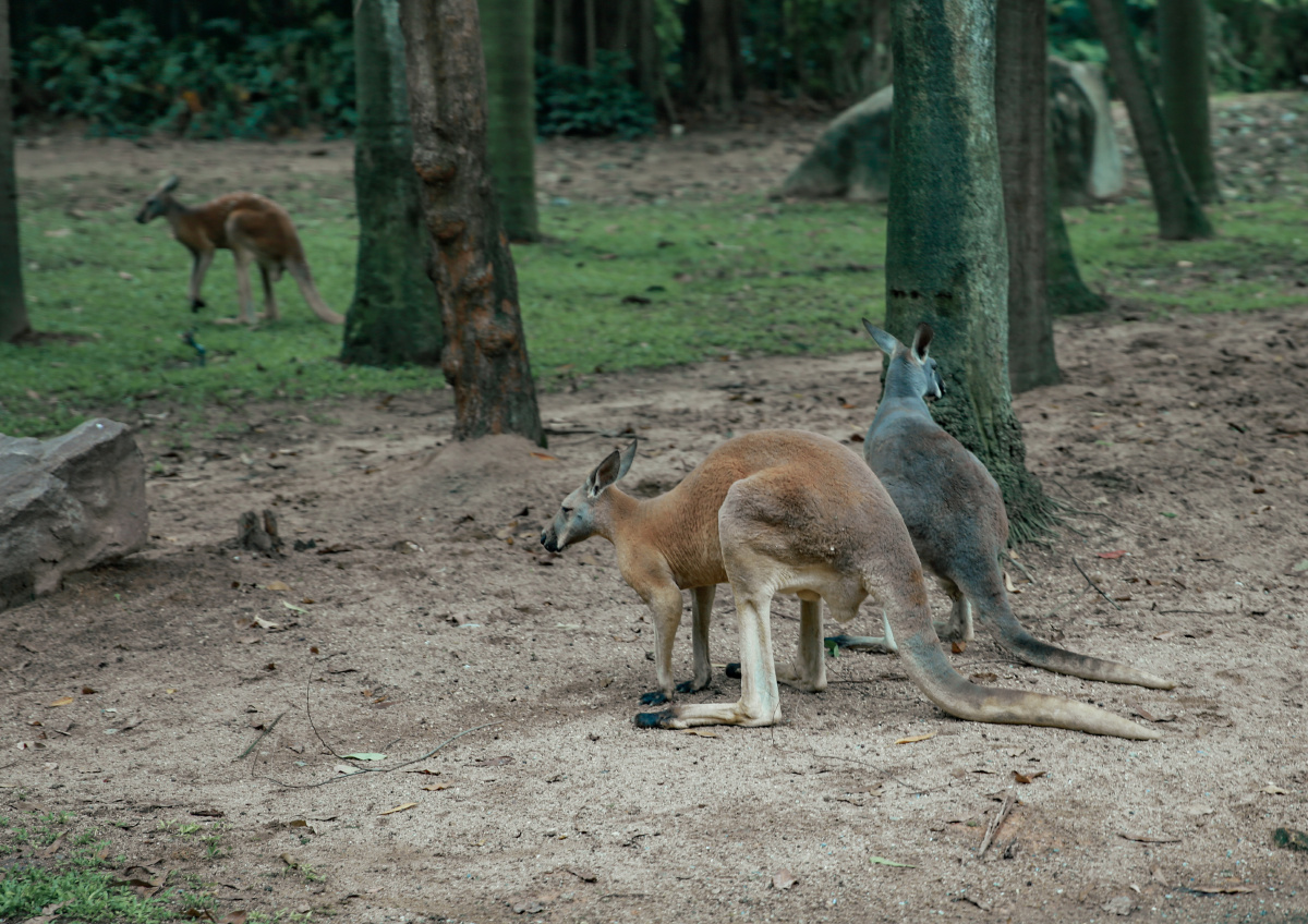 长隆袋鼠一家