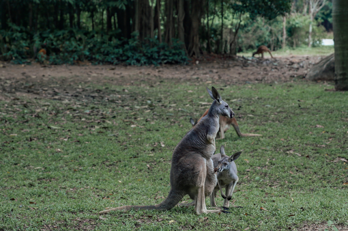 长隆袋鼠一家