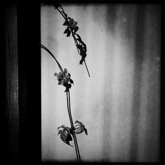 HIP_327023715.013612