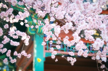 DSC_4858-编辑-编辑-编辑-编辑