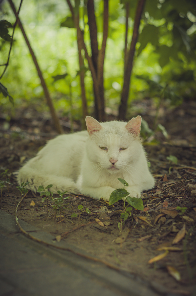 公园里的白色野猫