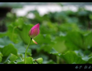 _IMG7184