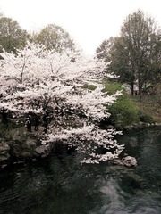 水映樱花~