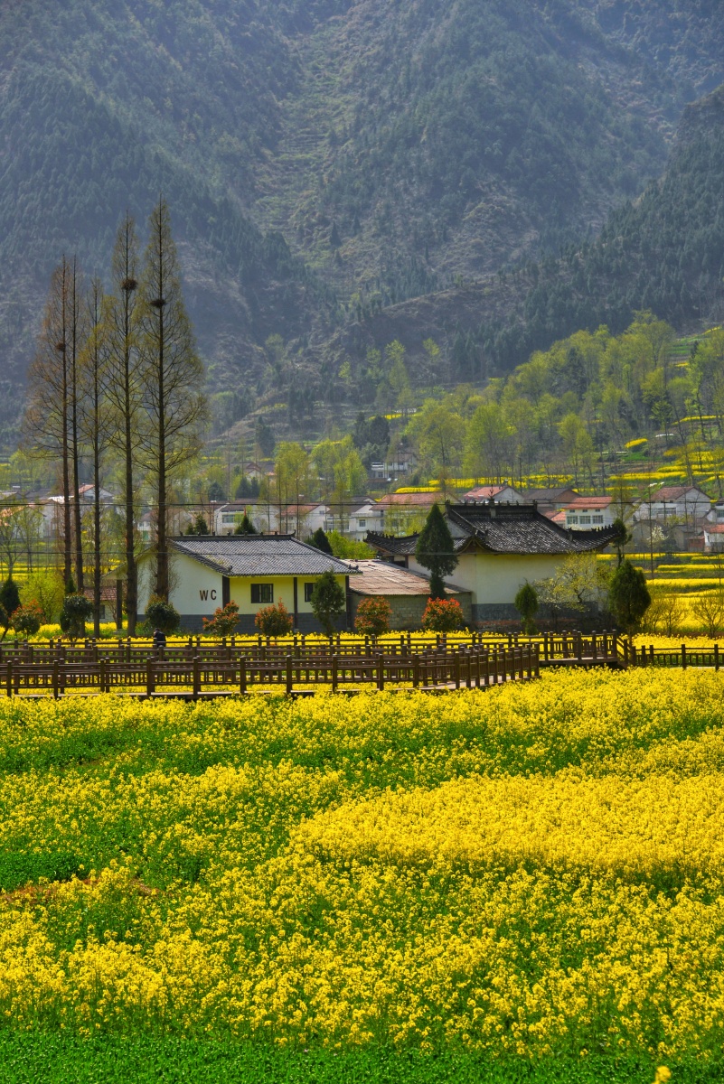 最近专程去勉县看油菜花,共看了三处:杨家山,龙湾和唐家湾,各有特色