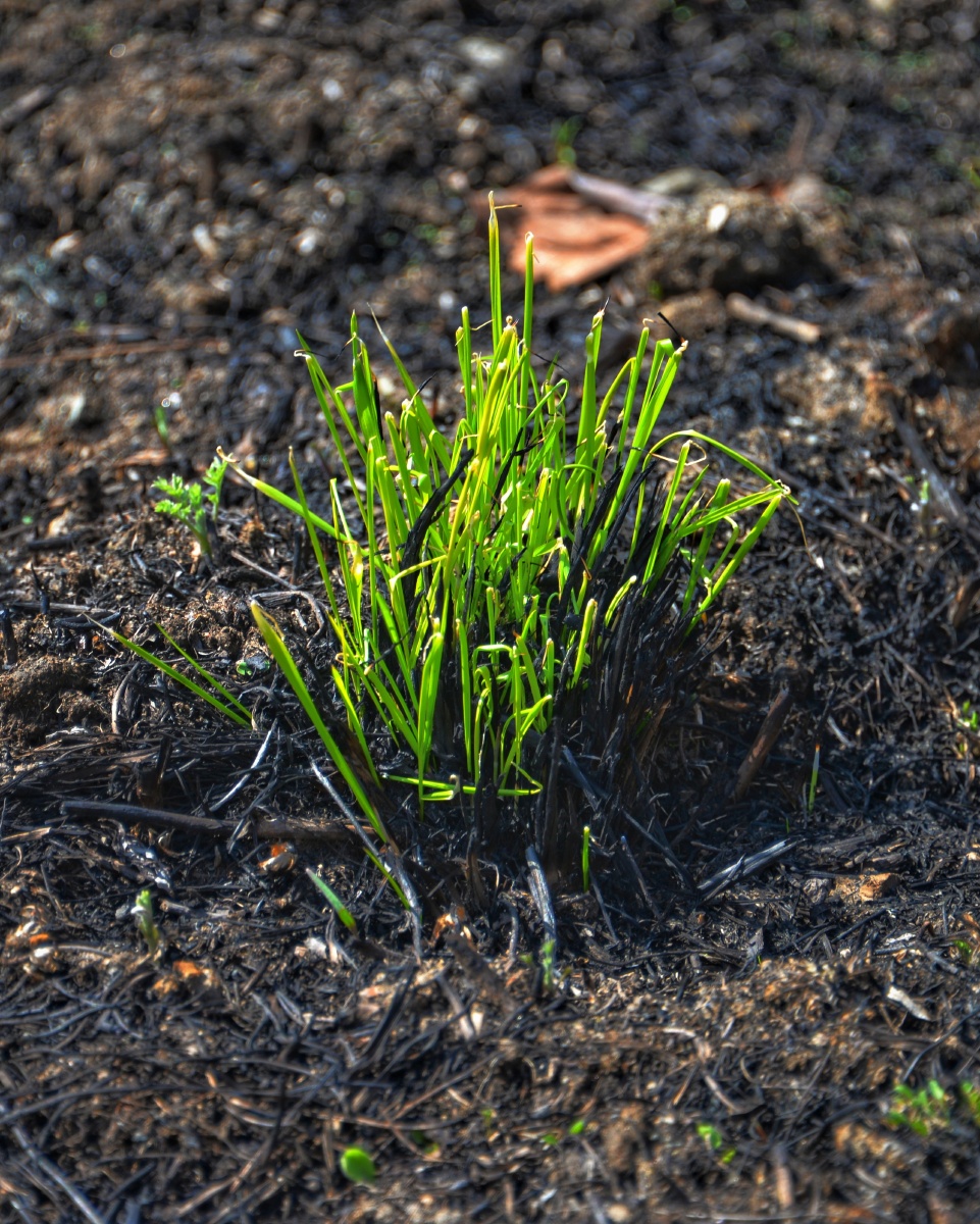 离离原上草一岁一枯荣野火烧不尽春风吹又生学习诗配画菜鸟不知所措拙