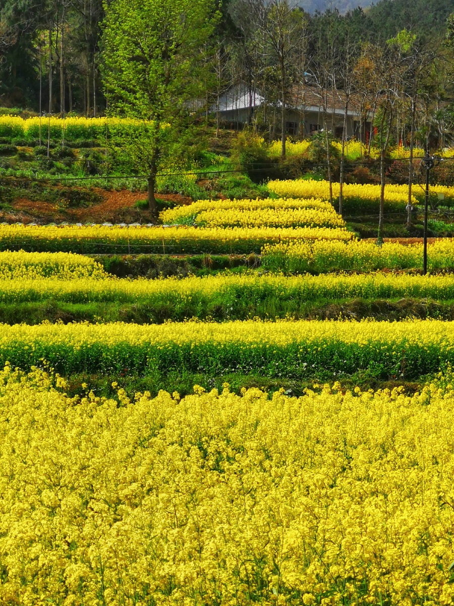 最近专程去勉县看油菜花,共看了三处:杨家山,龙湾和唐家湾,各有特色