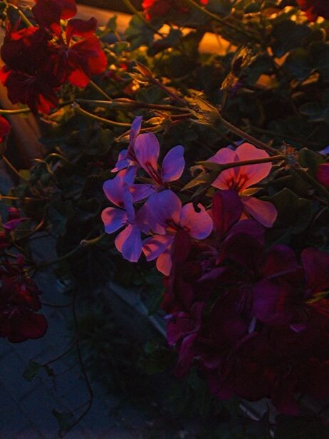 ISO800的色彩，还算感人