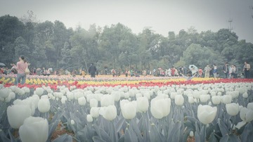 huangguadiao5.jpg