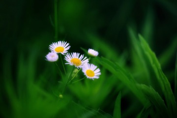 34981