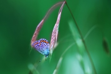2160