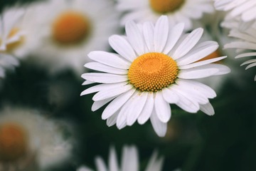 16555