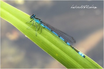 290636