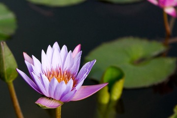 _MG_1801_no_logo