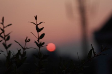 nis0022