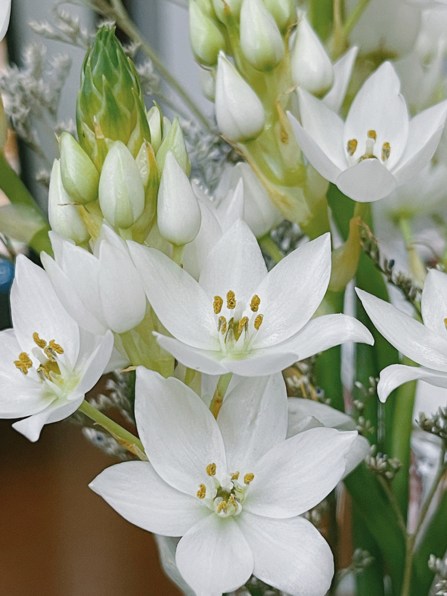 圣心百合洁白高雅不争不抢次第绽放与书相伴岁月静好