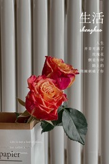 530B207D-FD88-4E59-9400-0DFC22B9042B/L0/001