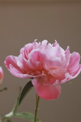 DD0A6C22-A2AD-451A-BDDB-058B5A8C22A0/L0/001