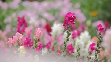 不知名的花