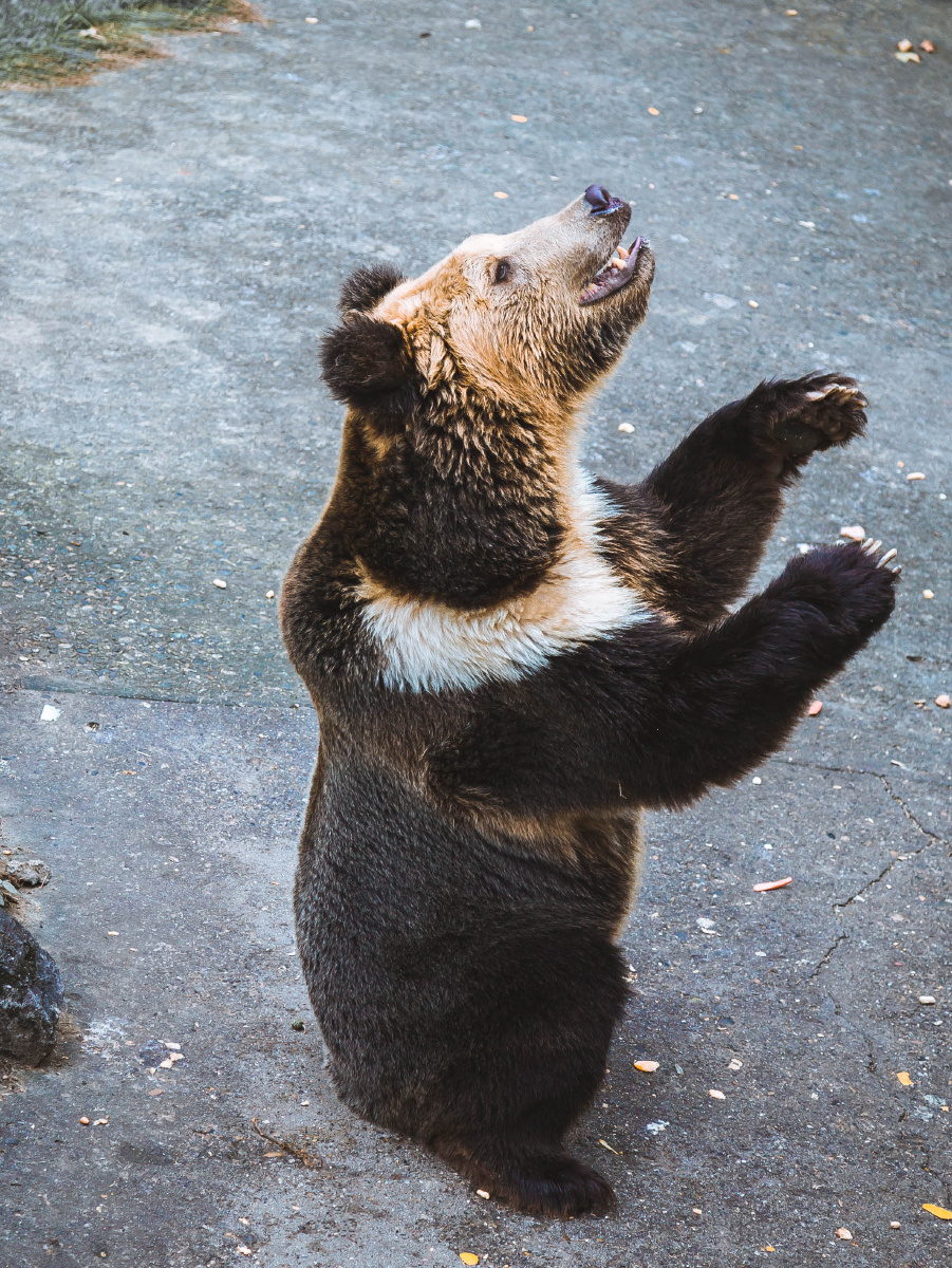 动物园里有什么系列,熊 - 只喜欢拍照的程序员