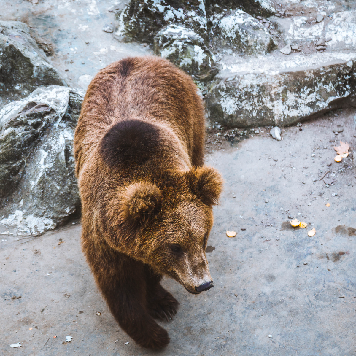 动物园里有什么系列熊