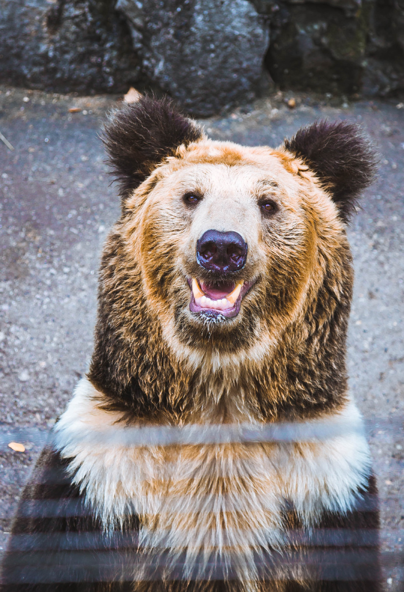 动物园里有什么系列,熊 - 只喜欢拍照的程序员