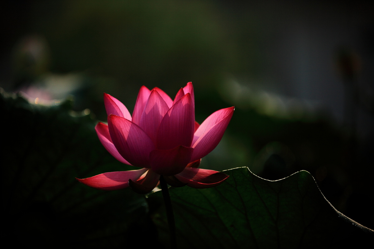 莲花大自然植物摄影爱好者美丽色彩池塘特写随手拍1/166心静福深2019