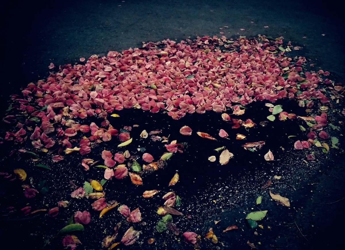 一夜风凉散落花几许