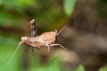 locust1