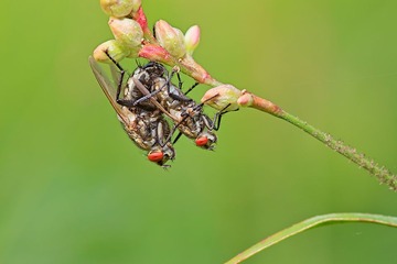 flycouple