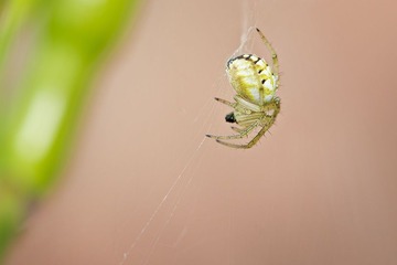 spider2