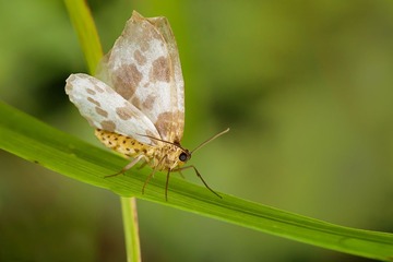 ezi