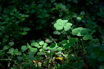 green leaves1