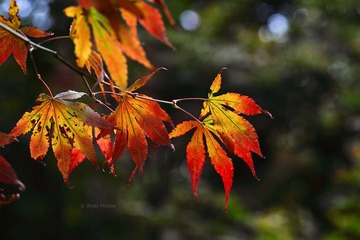 maple leave.jpg