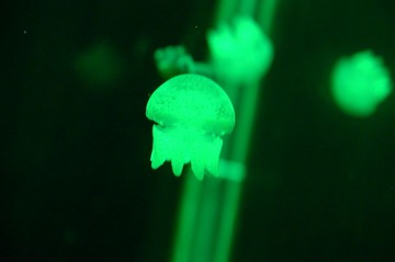 DSC_8228.JPG