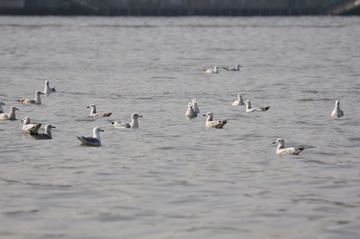 _DSC8293.JPG