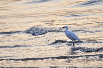 _DSC8605.JPG