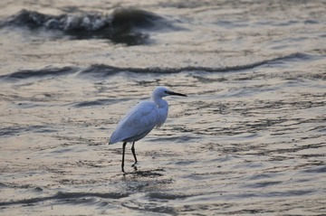 _DSC8617.JPG