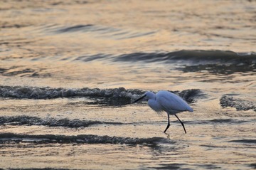 _DSC8633.JPG