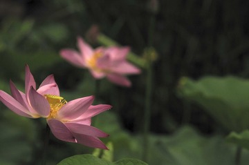 _DSC0274.JPG