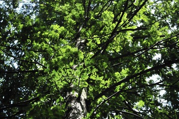 _DSC0736.JPG