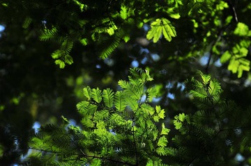 _DSC0756.JPG