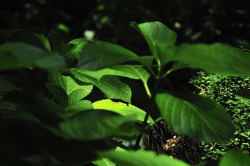 _DSC0763.JPG