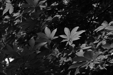 _DSC0809_01.JPG