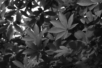 _DSC0814.JPG